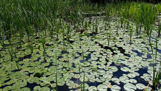 Pond lily water lily