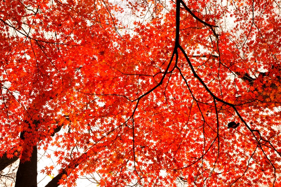 Evening japan texture