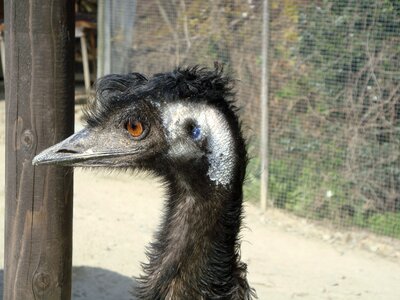 Ostrich bird animal photo