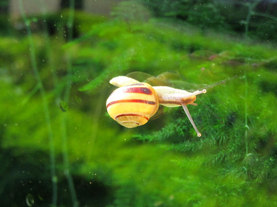 Snails cochlea slowly