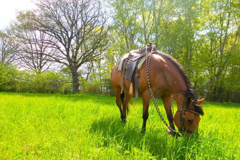 Horse meadow trees