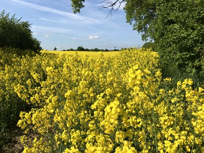 Yellow field of rapeseeds spring