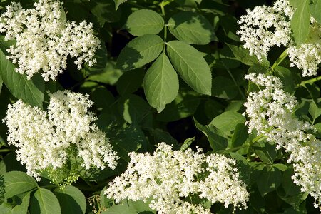 Plant herbs healing