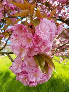 Nature spring pink flowers