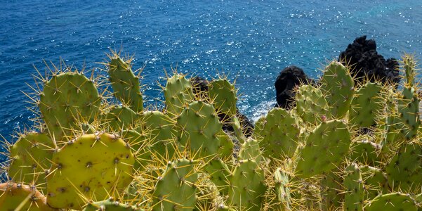 Cactus sea canary islands photo