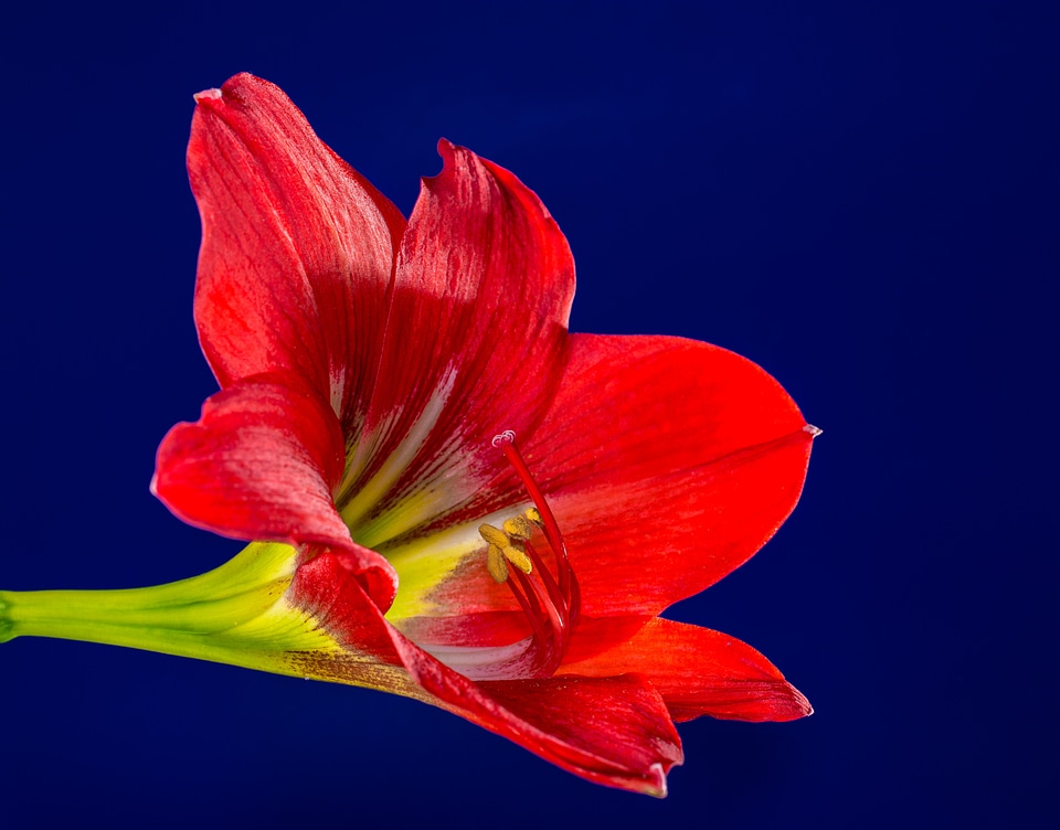 Bloom flower red