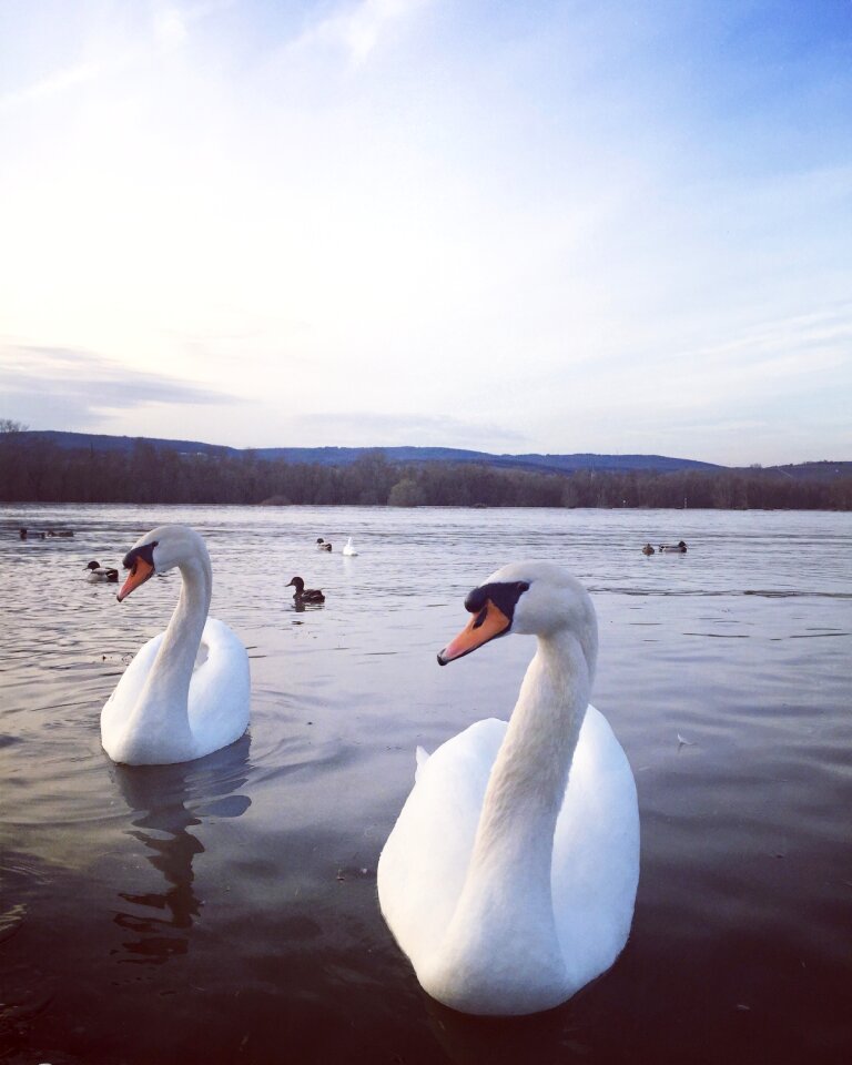 Migratory birds animal nature