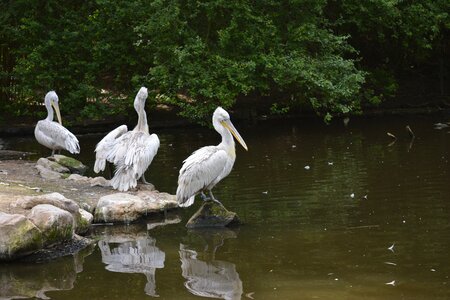 Nature wildlife pelican-bird photo