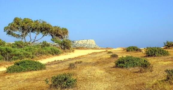 Dusty summer nature photo