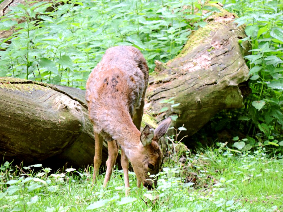 Ricke forest fauna