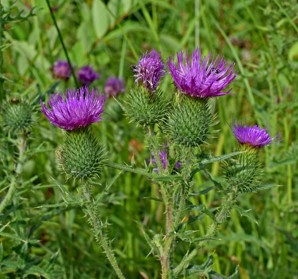 Blossom bloom meadow photo