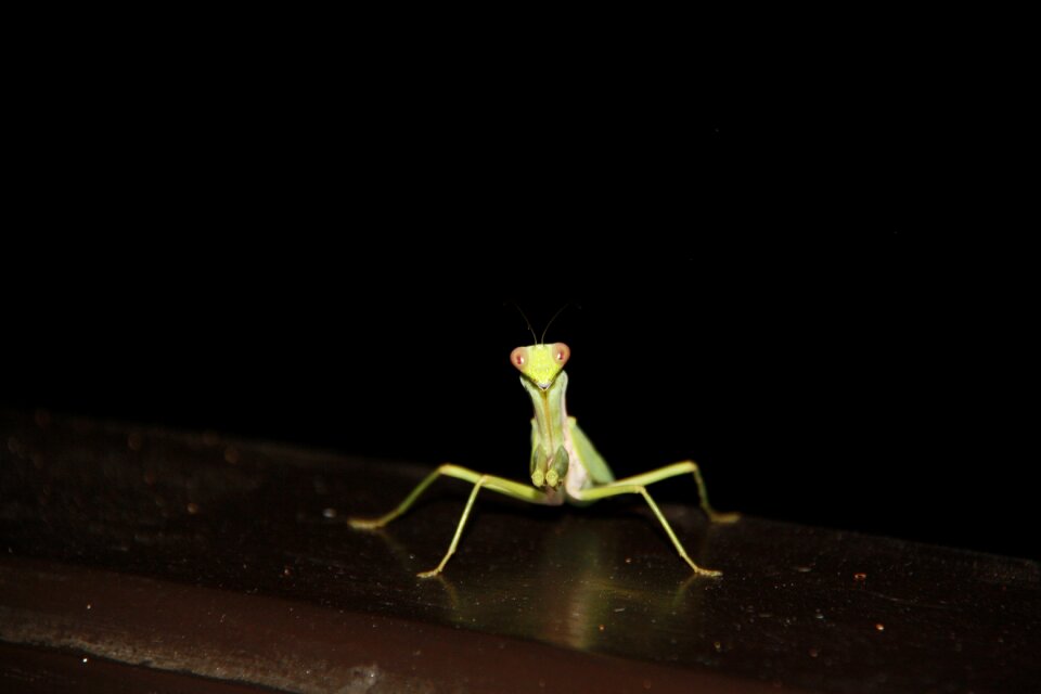 Insect night green