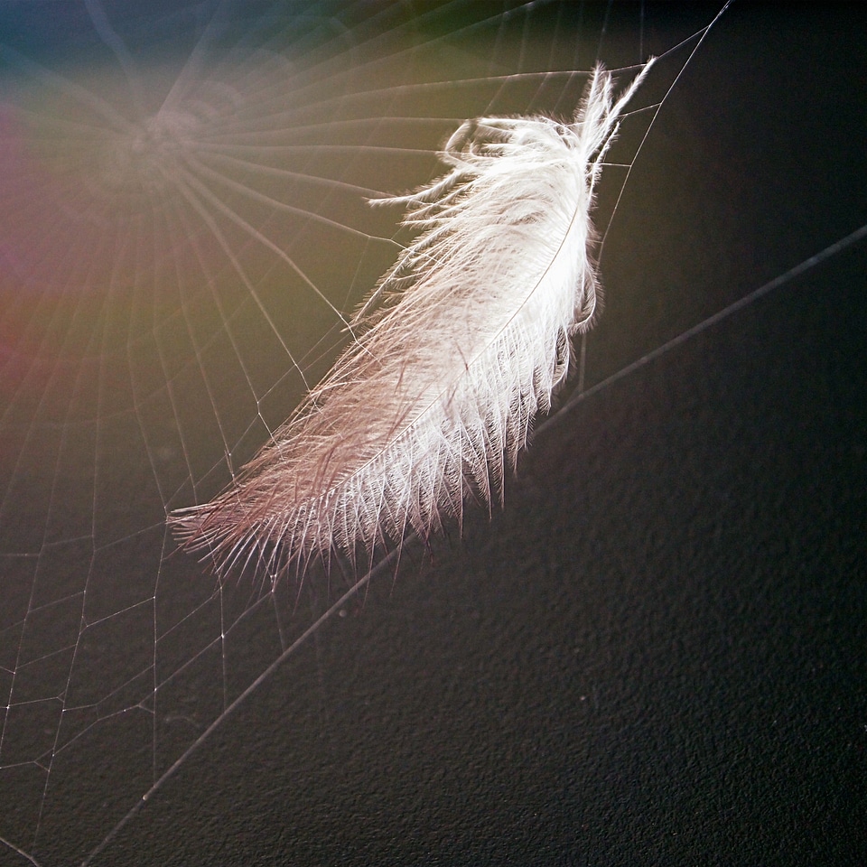 Spiderweb feather stuck