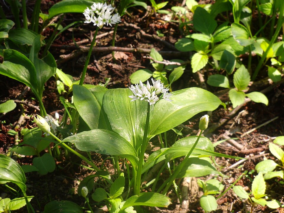 Spring healthy herbs