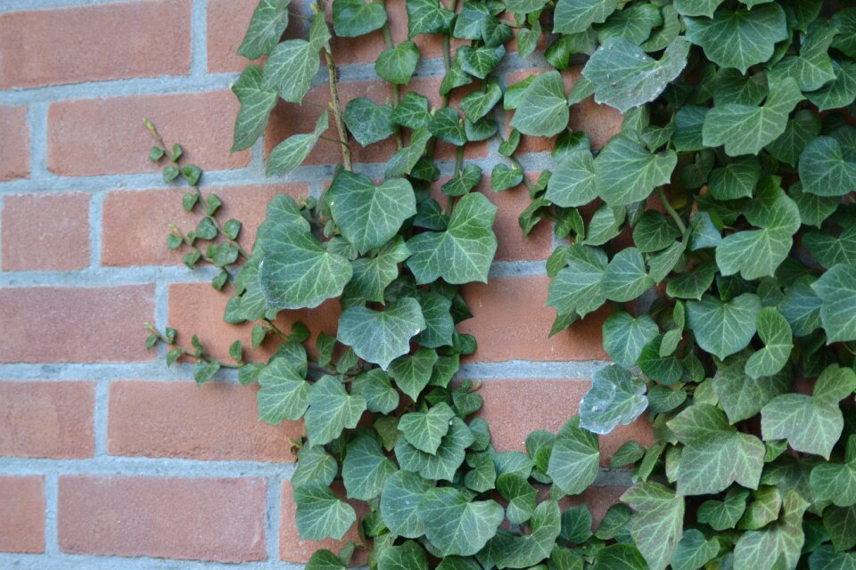 Climber plant entwine leaves