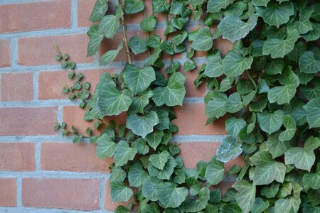 Climber plant entwine leaves photo