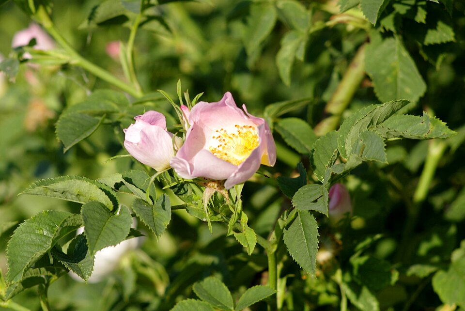 Bush sprig rose bush