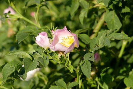 Bush sprig rose bush photo