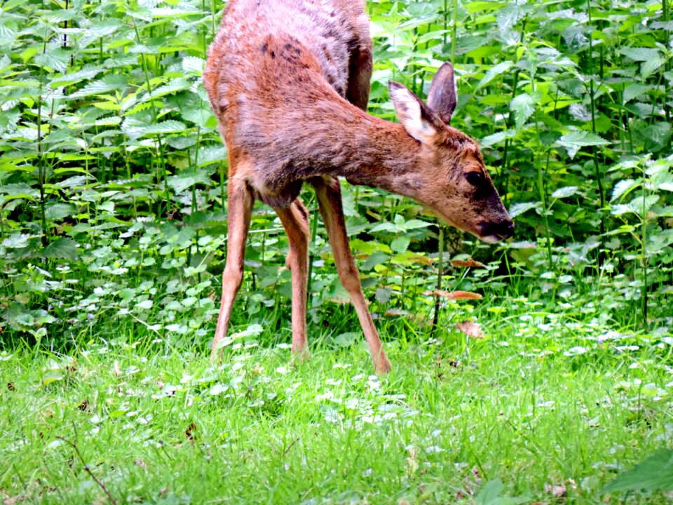 Ricke forest fauna