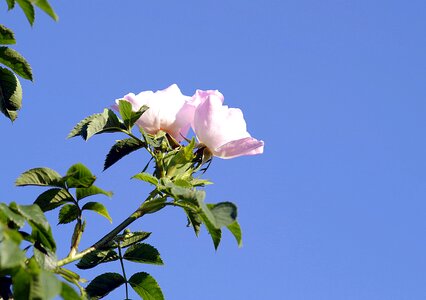 Bush sprig rose bush photo