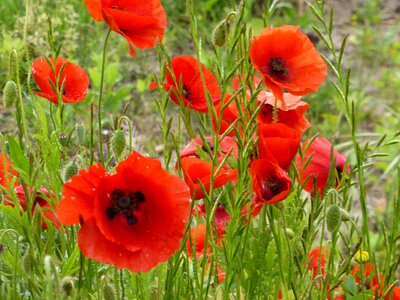 Poppies red flowers flower photo