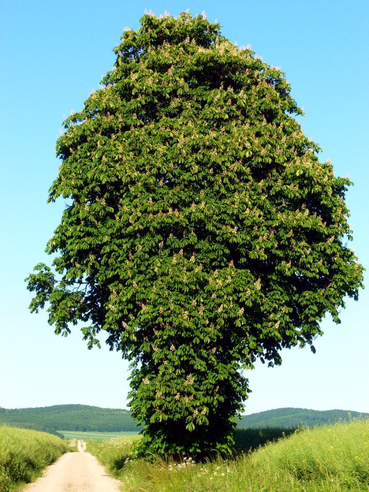 Blossom bloom tree