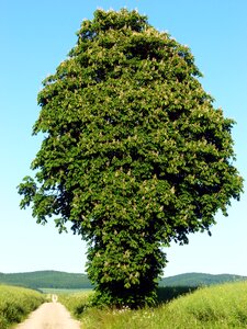 Blossom bloom tree photo