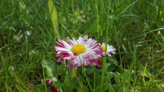 Green garden daisies