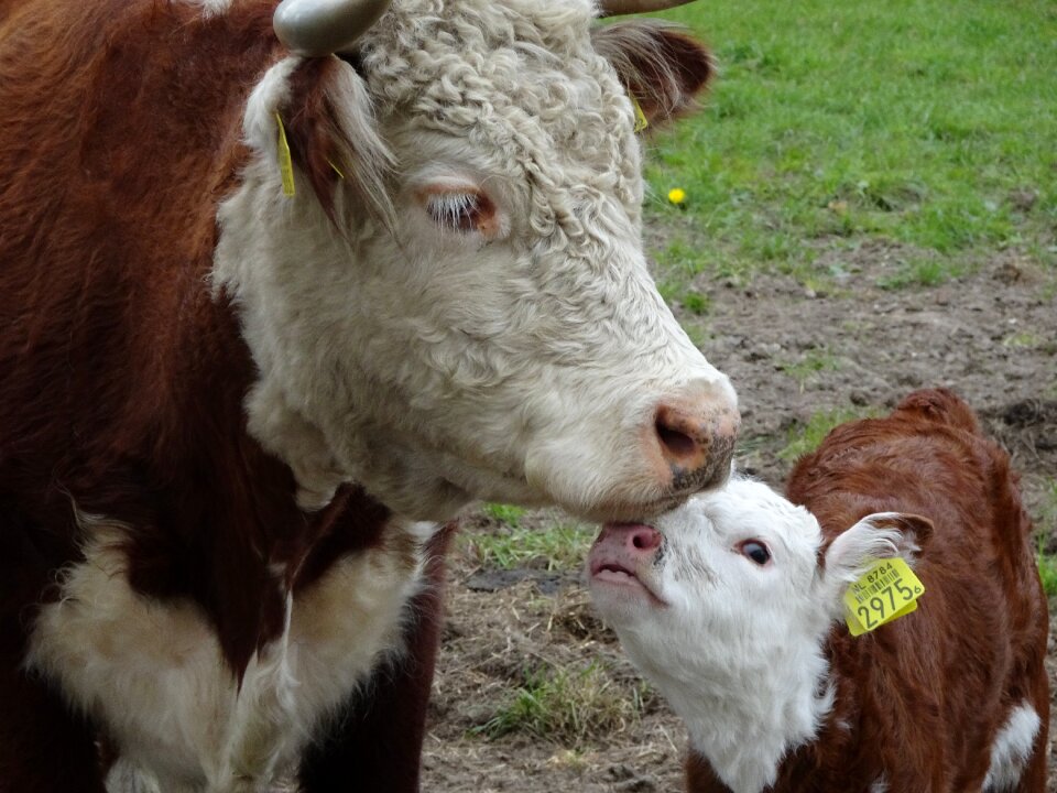 Cow foal love