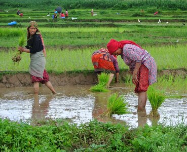 Woman rice paddy photo