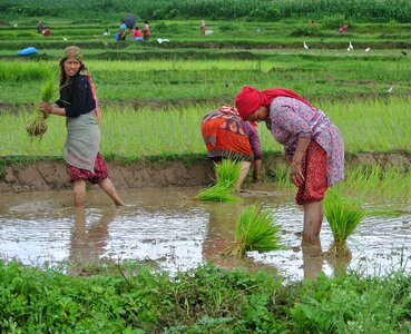 Woman rice paddy