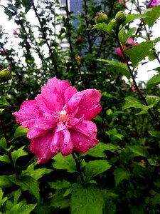 Flower rain school