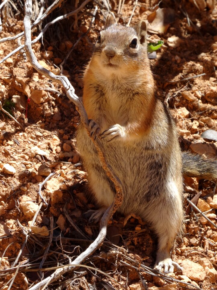 Squirrel surprised animal