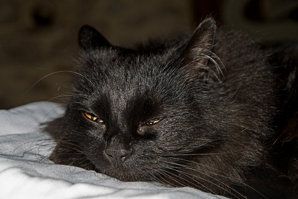 Feline portrait domestic cat