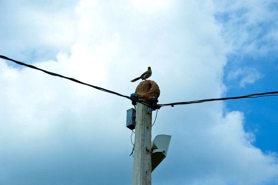 Native wildlife photo