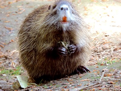 Animal species of rodent fur photo