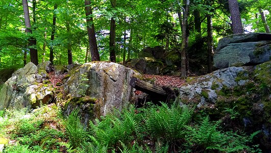 Fern hike nature photo