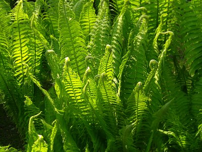 Plant fern plant fiddlehead photo