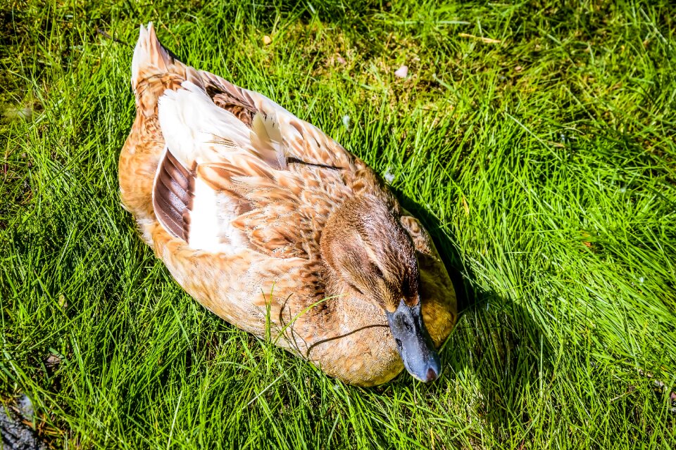 Nature finnish animal