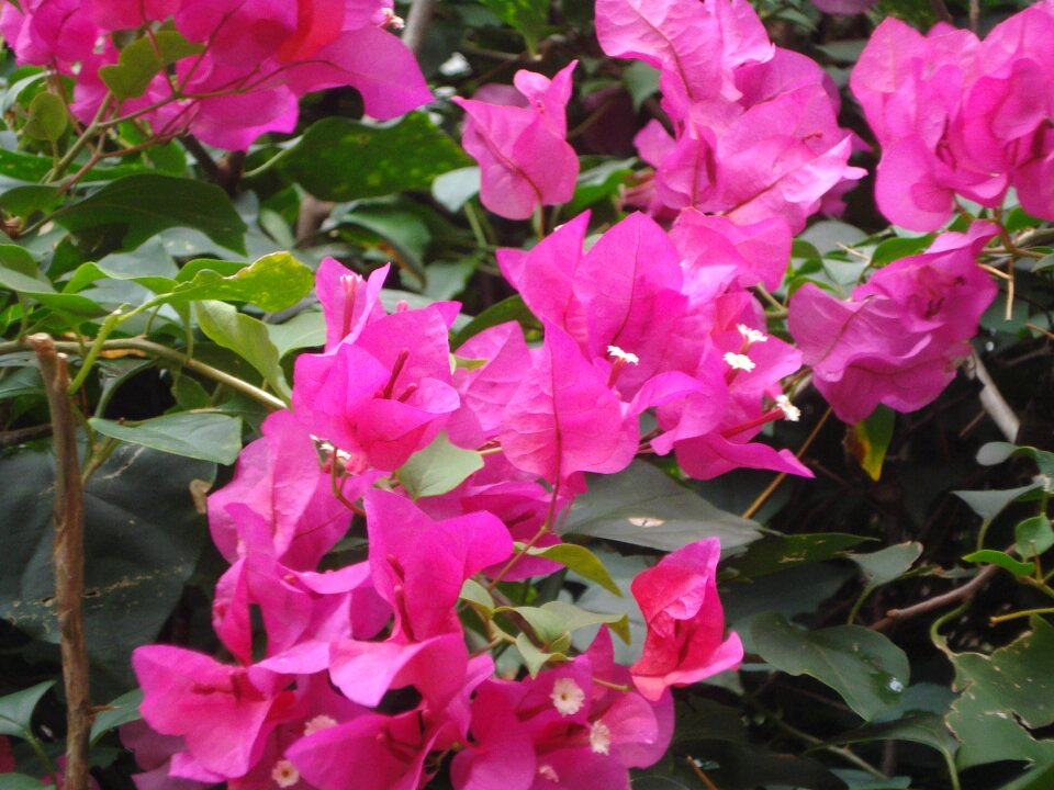 Bougainvilleas nature flora