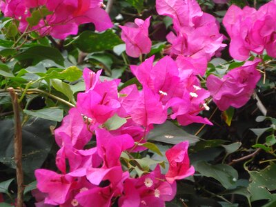 Bougainvilleas nature flora photo