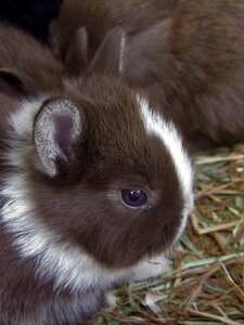 Adorable brown rabbit