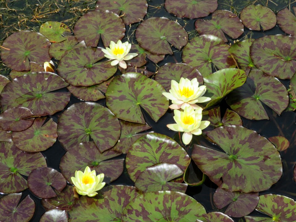 Flower exotic white