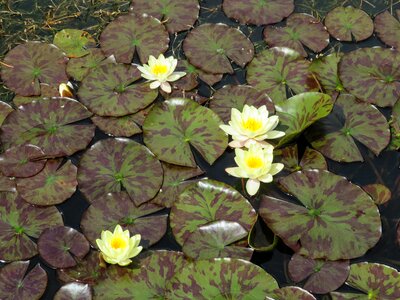 Flower exotic white