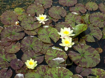 Flower exotic white photo