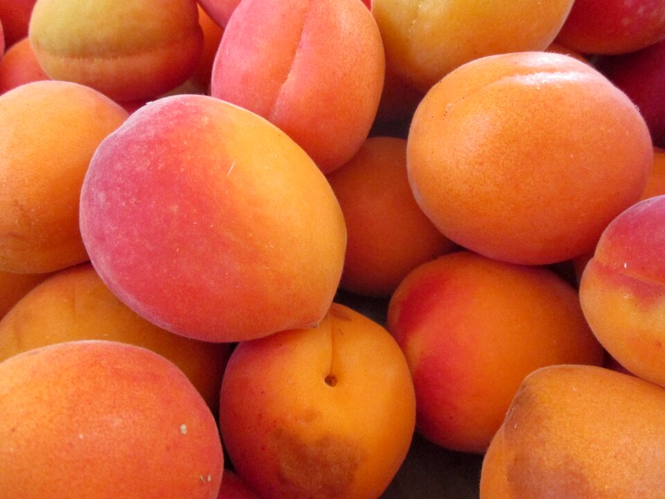 Apricots fruit apricot-tree