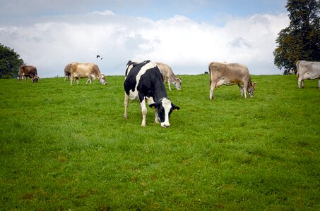 Graze cow pasture pasture