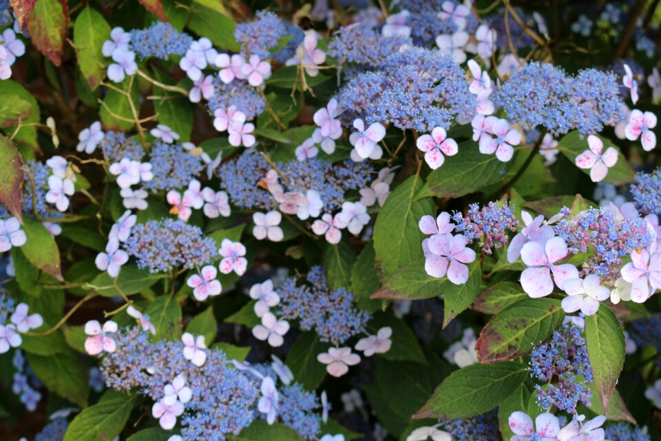 Hydrangea garden plate hydrangea