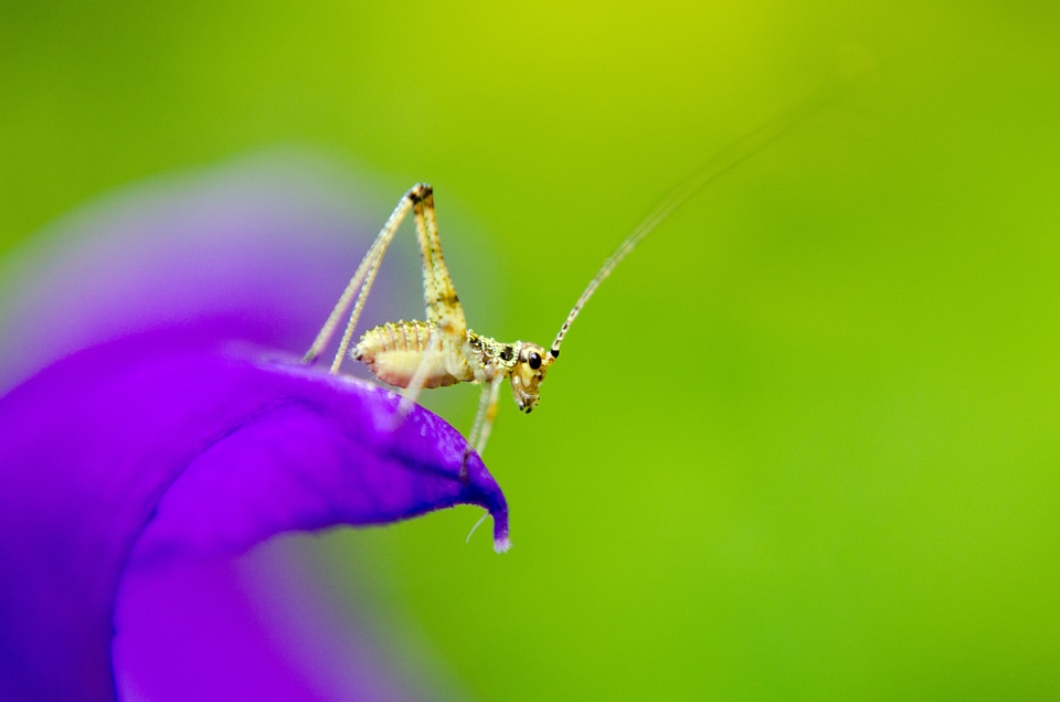 Macro summer purple flower