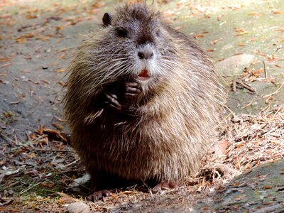 Animal species of rodent fur photo
